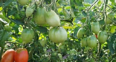 Popis odrůdy rajčat princess swan, její vlastnosti a produktivita